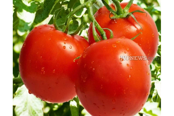 புற்றுநோயின் அபாயத்தைக் குறைக்கும் தக்காளி! | Reduces The Risk Of Cancer Food Item