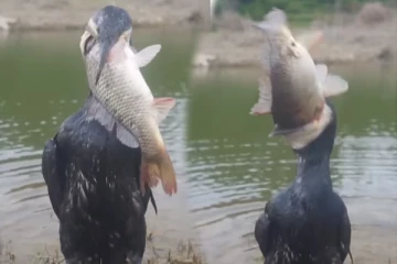 Viral Video: தம்மாத்துண்டு பறவையின் வாயில் இவ்வளவு பெரிய மீனா? கடைசியில நீங்களே பாருங்க