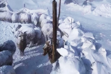 பனிப்புயலுக்கு 70 லட்சம் கால்நடைகளை இழந்த நாடு