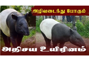 அழிவடைந்து போகும் அதியச உயிரினம்... இது இப்படித்தான் இருக்குமா? சுவாரசிய தகவல்