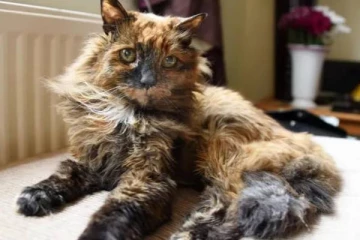 பிரித்தானியாவில் உயிரிழந்த உலகின் மிக வயதான பூனை! எத்தனை வயது தெரியுமா?