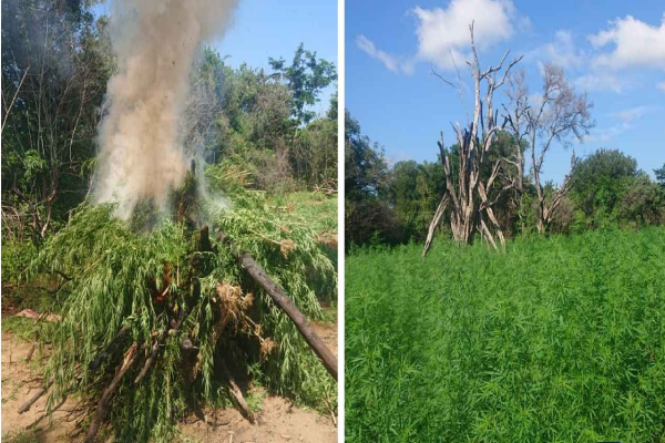 இராணுவத்தினரிடம் சிக்கிய பெருமளவு கஞ்சா செடிகள்.. அதிர்ச்சியில் அதிகாரிகள் | Large Quantity Cannabis Plants Seized Military