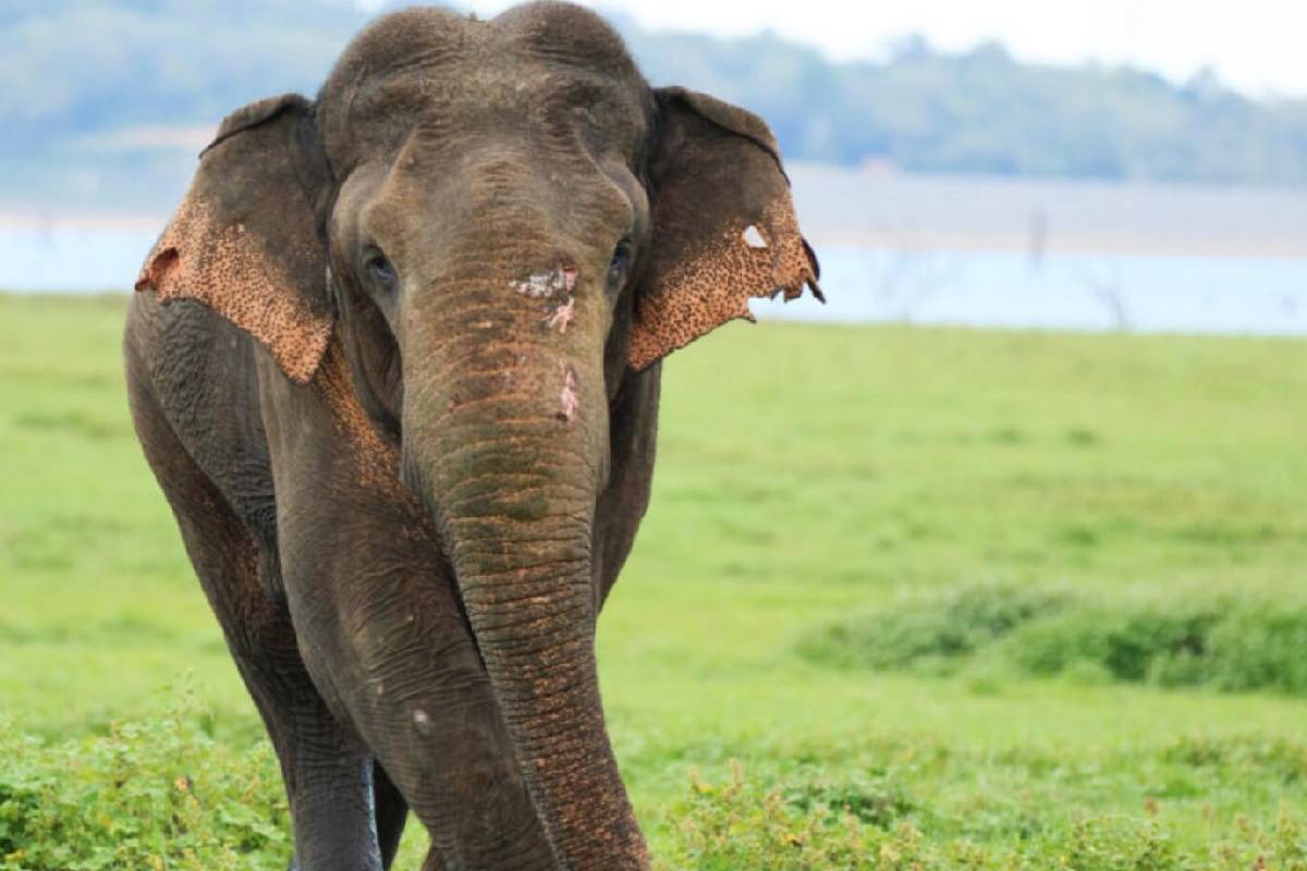 திருமலையில் யானை தாக்கி குடும்பஸ்தர் பலி | Family Member Killed Elephant Attack In Tirumala திருமலையில் யானை தாக்கி குடும்பஸ்தர் பலி | Family Member Killed Elephant Attack In Tirumala