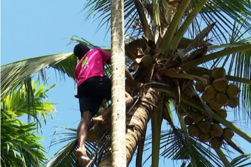 யாழில் புத்தாண்டு தினத்தில் நேர்ந்த சோகம் ; தென்னையில் ஏறியவருக்கு நேர்ந்த கதி