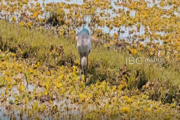 மட்டக்களப்பிற்கு வந்து குவியும் வெளிநாட்டு பறவைகள் | Foreign Birds Flocking To Batticaloa