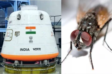 ககன்யான் திட்டத்தில் விண்வெளிக்கு ஈக்களை அனுப்பும் இஸ்ரோ - என்ன காரணம் தெரியுமா?