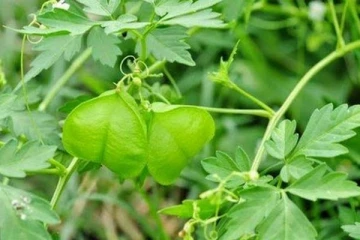 முடக்கத்தான் கீரையை உணவில் சேர்த்துகொண்டால் இந்த நோய் எல்லாம் குணமாகுமாம்!