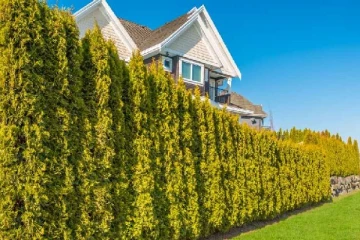 கனடாவில் அயலவர் வீட்டு மரங்களை சேதப்படுத்திய பெண்ணுக்கு நேர்ந்த நிலை