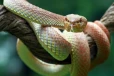 பாம்பு படையே நடுங்க வைக்கும் செடிகள்.. உங்க வீட்டில் இருக்கா?