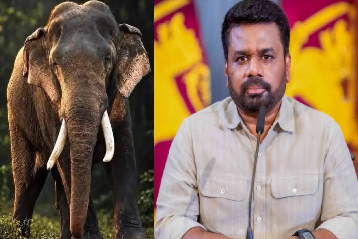 காவன்திஸ்ஸ யானையின் மரணத்திற்கான காரணத்தைக் கண்டறிய விசேட குழு விசாரணை | Inquiry Into The Death Of The Elephant Kavantissa