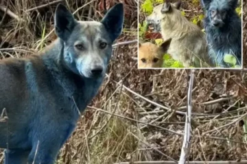 உக்ரைனில் திடீரென நீல நிறத்திற்கு மாறிய நாய்கள்