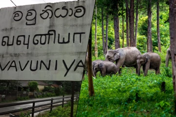 வவுனியாவில் காட்டு யானைகள் அட்டகாசம்!