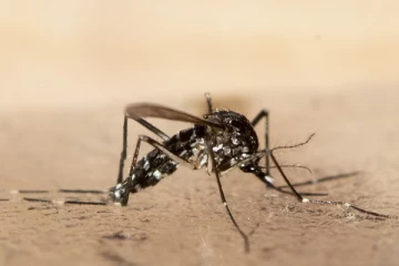 சுவிட்சர்லாந்தில் 154 பேருக்கு டெங்கு காய்ச்சல் கண்டுபிடிப்பு