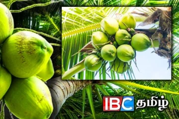 தெங்கு விவசாயிகளுக்கு மகிழ்ச்சி தகவல் : ஆரம்பமானது புதிய திட்டம்