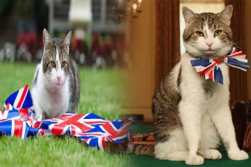 கேள்விக்குறியாகியுள்ள பிரித்தானிய பிரதமர் அலுவலக பூனையின் இருப்பு