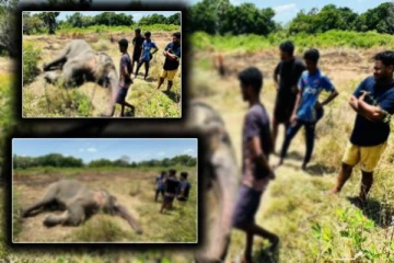 முல்லைத்தீவில் மர்மமான முறையில் உயிரிழந்த யானையின் சடலம் மீட்பு