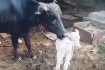 வெள்ளை நிறத்தில் பிறந்த எருமை கன்று; எப்படி.. இப்படி? அதிர்ச்சியில் மக்கள்!