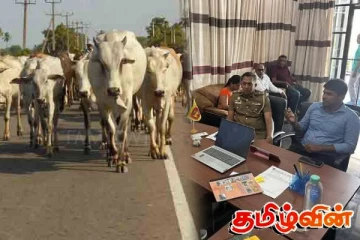 அம்பாறையில் கட்டாக்காலி மாடுகள் பிரச்சினைக்கு நிரந்தர தீர்வு காண நடவடிக்கை