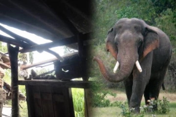 புத்தளத்தில் வீடொன்றுக்குள் புகுந்த காட்டு யானை