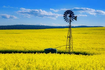 சீன கனடா முரண்பாட்டில் சிக்கியுள்ள விவசாயிகள்