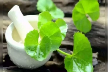 நரம்பு பிரச்சினையை தீர்க்கும் வல்லாரையை சாப்பி்ட்ட முனிவர்  200 வருடம் வாழ்ந்த அதிசயம்! இவ்வளவு நன்மையா?