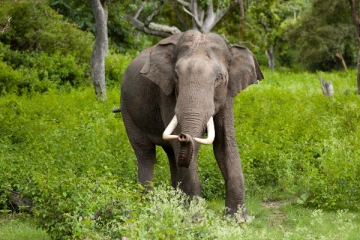 யானை தாக்கியதில் பிக்கு ஒருவருக்கு நேர்ந்த சோகம்
