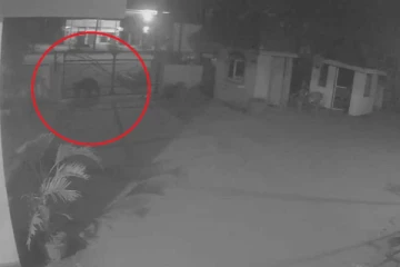 ගමක් භීතියට පත් කරමින් වලස් ප්‍රහාර.. ඉන්ධන නැති නිසා වනජීවි නිළධාරිනුත් නෑ.