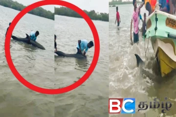 தமிழர் பிரதேச கடற்கரையில் கூட்டமாக கரை ஒதுங்கிய டொல்பின்கள்