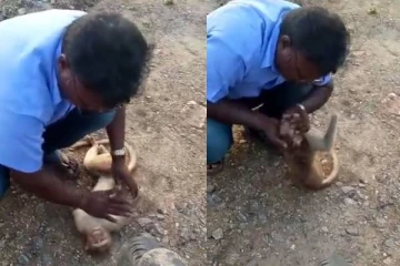 உயிருக்கு போராடிய குரங்குக்கு உயிர்கொடுத்த நபர் - காண்போரை கண்கலங்க வைக்கு காட்சி!