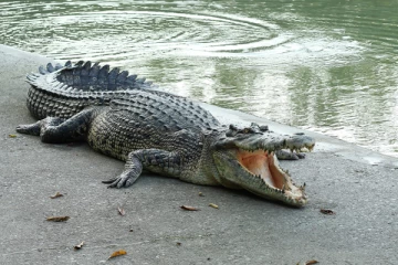 இலங்கையின் கடற்பரப்புக்களை ஆக்கிரமித்த முதலைகள்