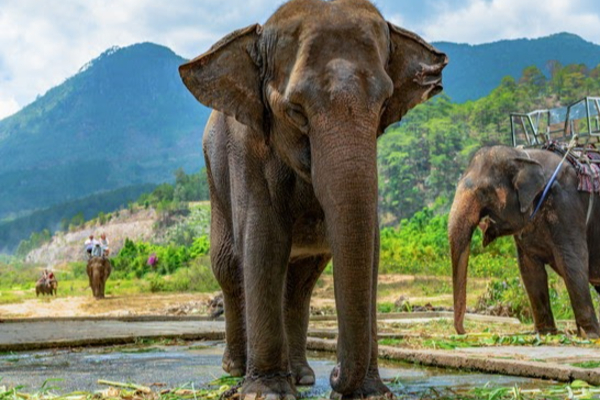 தாய்லாந்து வழங்கிய யானைகள் ஆரோக்கியமாக உள்ளன ; சுற்றாடல் அமைச்சர் | Thailand Elephants Are Healthy