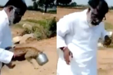 பூனைக்குட்டியை தூக்கியவருக்கு காத்திருந்த அதிர்ச்சி.... தலைத் தெறிக்க  பதறியடித்து  ஓட்டம் பிடித்த நபர்!