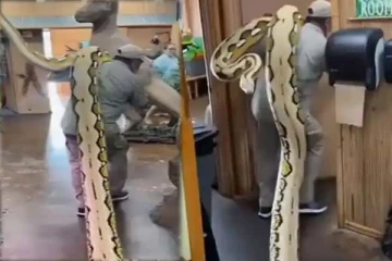 மனிதனின் தோளில் துண்டாக மாறிய ராட்சத மலைப்பாம்பு: அசால்ட்டாக தூக்கி செல்லும் காட்சி