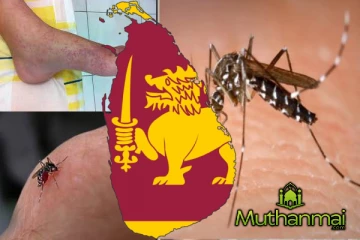 சிக்குன்குனியா பரவும் அபாயம் தொடர்பில் எச்சரிக்கை