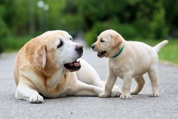 வாழ்நாள் முழுவதும் ரத்த அழுத்தம், மன அழுத்தம் வராமல் இருக்கணுமா? வீட்டில் நாய் வளர்த்தாலே போதுமாம்