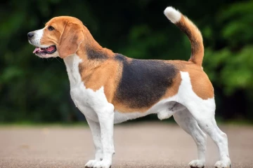 அயல்வீட்டு நாயை கொன்றவருக்கு விளக்கமறியல்