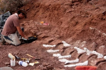 98 மில்லியன் ஆண்டுகள் பழமையான உலகின் மிகப் பெரிய உயிரினம் கண்டுபிடிப்பு!