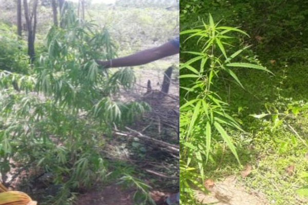 புத்தளத்தில் கஞ்சாச் செடிகளை வளர்த்தவருக்கு நேர்ந்த கதி! | Man Grew Ganja Plants In Puttalam Was Arrested