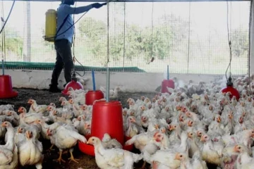 சிலியில் பறவைக் காய்ச்சல் தொற்றுக்குள்ளான முதலாவது நபர் குறித்து வெளியான தகவல்