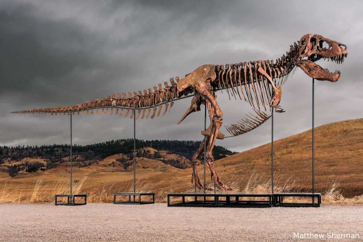 டைனோசரின் எலும்புகூட்டை ரூ.482 கோடிக்கு வாங்கியுள்ள நபர் | Gus Dinosaur Fossil Sold In Auction For 482 Crores டைனோசரின் எலும்புகூட்டை ரூ.482 கோடிக்கு வாங்கியுள்ள நபர் | Gus Dinosaur Fossil Sold In Auction For 482 Crores