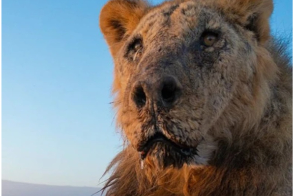 ஈட்டி பாய்ந்து உலகின் மிக வயதான சிங்கம் மரணம் | World Oldest Lion Speared To Death