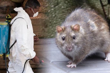 இங்கிலாந்தில் பரவும் Lassa Fever! அதன் அறிகுறிகள் என்ன? எப்படி பரவுகிறது?