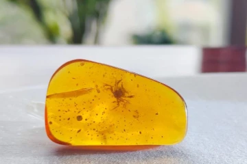 100 மில்லியன் ஆண்டுகள் பழமையான நீர்வாழ் விலங்கு கண்டுபிடிப்பு!