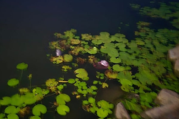 இறந்து கரையொதுங்கும் மீன்கள்; வவுனியா மக்களுக்கு எச்சரிக்கை | Dead Fish Washing Up On Shore Warning To Vavuniya