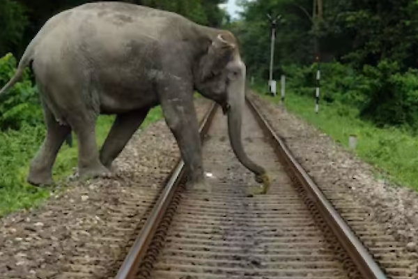 யாழ் - கொழும்பு தொடருந்து பயணிகளுக்கு வெளியான முக்கிய அறிவிப்பு | Maho To Jaffna Postal Train Service Stop
