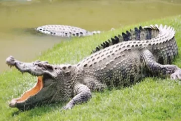 மாணிக்க கங்கையில் நீராடிய நபர் முதலைக்கு இரை!