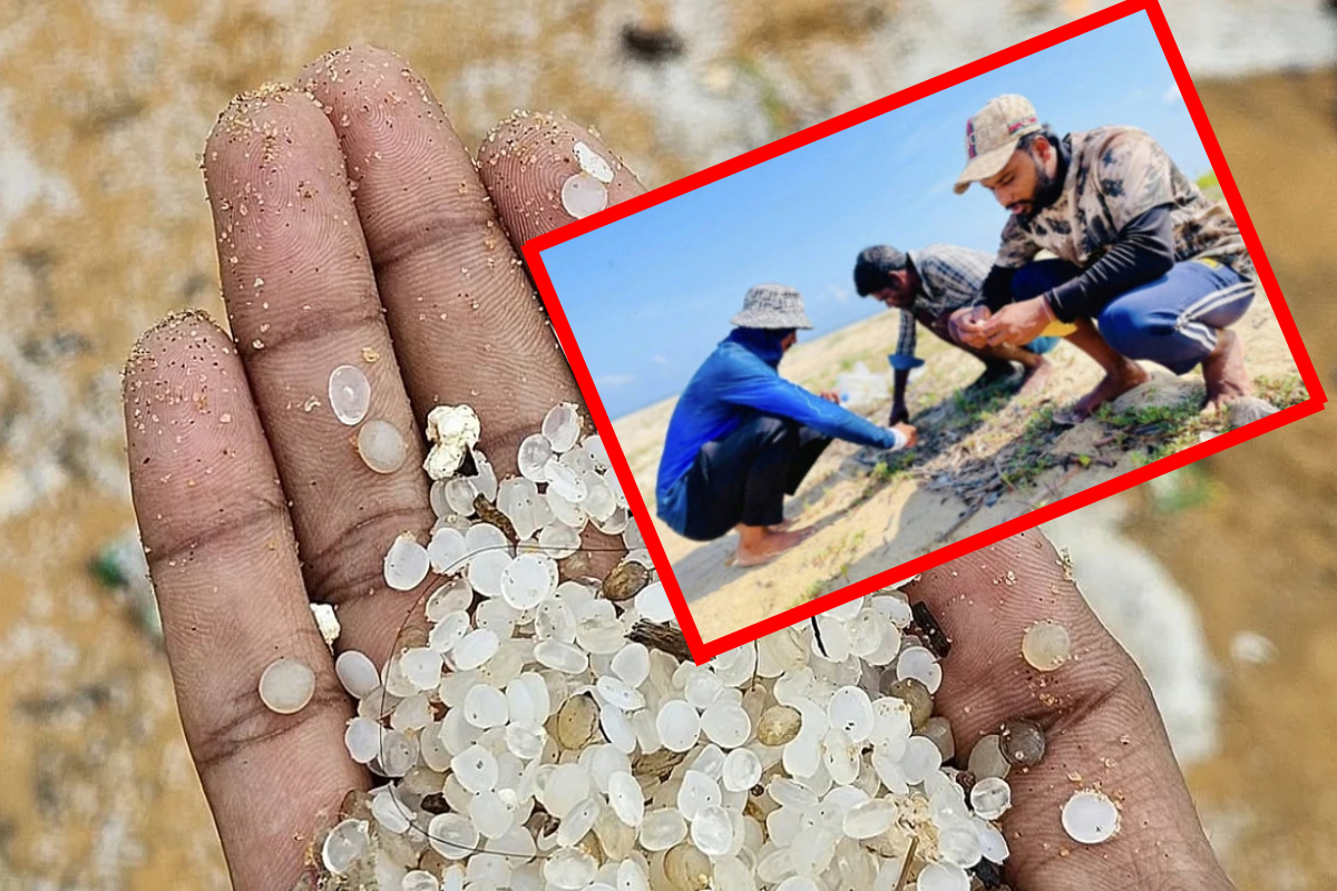 இலங்கை கடற்கரையில் கரை ஒதுங்கிய அபாயகரமான நெகிழி மணிகள் | Msc Elsa Iii Plastic Pellets On Sri Lanka