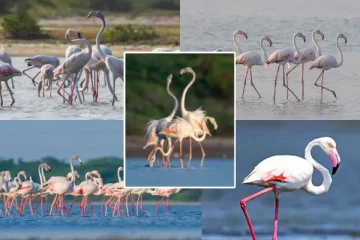 மன்னாரில் அணி வகுக்கும் வெளிநாட்டு பறவைகள் - கண்டம் விட்டு கண்டம் தாண்டி வருகை