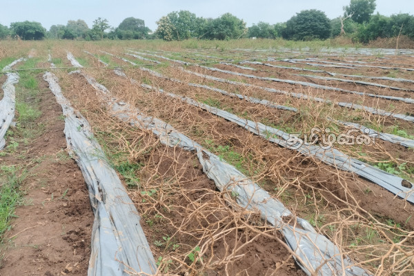 வெள்ளத்தினால் அழிந்த பூசணி பயிர்ச்செய்கை! பல இலட்சம் ரூபாவை இழந்த விவசாயி | Flooded Pumpkin Gardens வெள்ளத்தினால் அழிந்த பூசணி பயிர்ச்செய்கை! பல இலட்சம் ரூபாவை இழந்த விவசாயி | Flooded Pumpkin Gardens