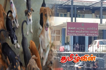 அரச வைத்தியசாலைக்குள் சுற்றித்திரியும் தெருநாய்கள்.. அவதியுறும் நோயாளிகள்